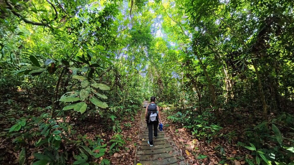 Cosa fare al Taman Negara 3