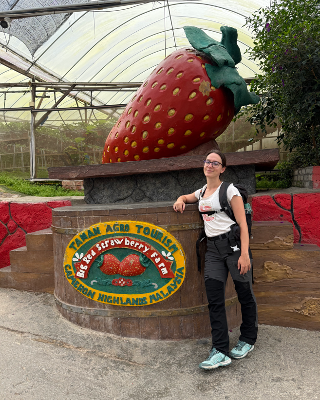 big strawberry farm