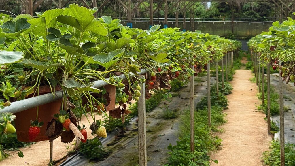coltivazione fragole cameron highlands