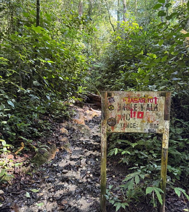 jungle trail