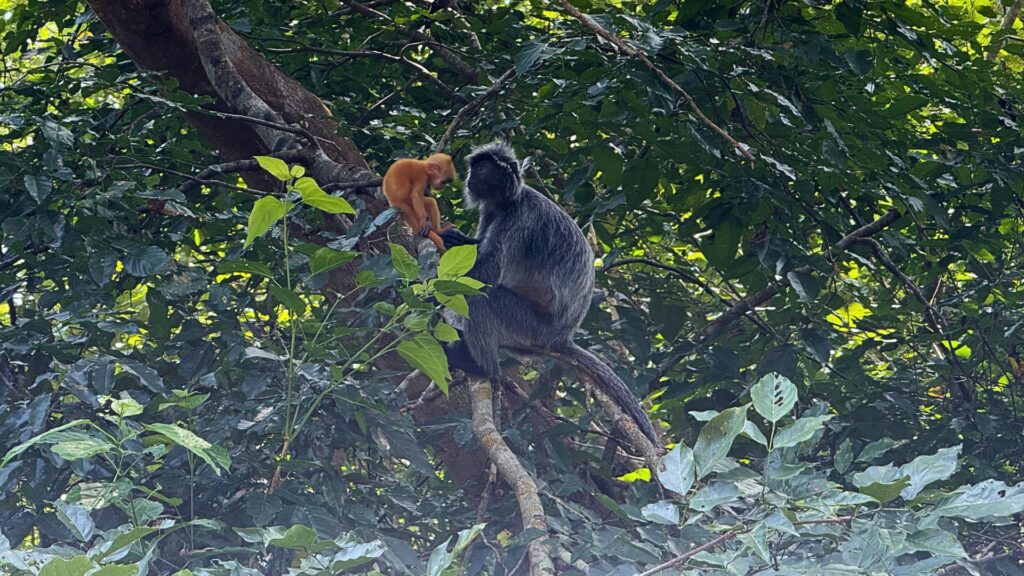 Tutto ciò che devi sapere sul Bako National Park cucciolo scimmia bako